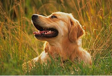 《出境幽灵》开发者版权下架游戏 发行商争端继续