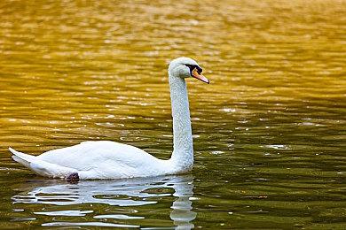 《收获日3》正按计划开发中 此外Starbreeze还在开发多个新IP